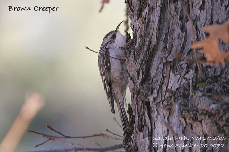 Brown Creeper