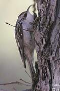 Brown Creeper