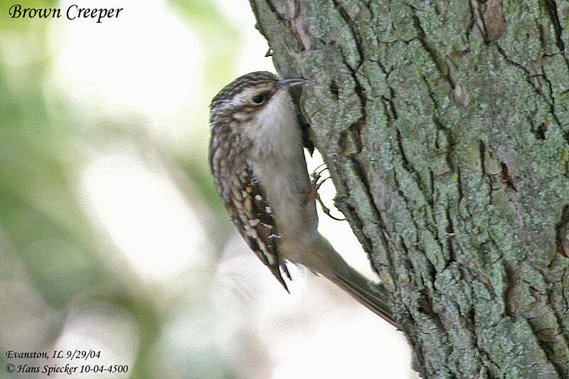 Brown Creeper