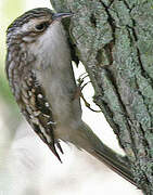 Brown Creeper