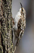 Brown Creeper