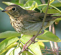 Swainson's Thrush