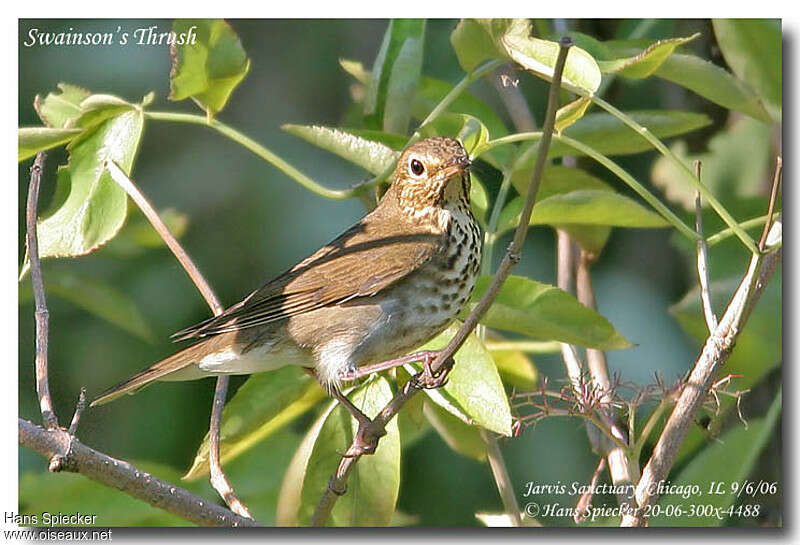 Swainson's Thrush, identification