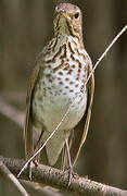 Swainson's Thrush