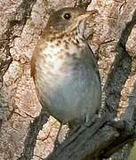 Grey-cheeked Thrush