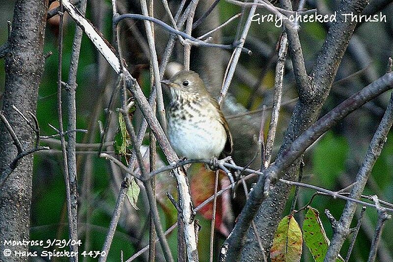 Grey-cheeked Thrush