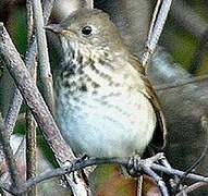 Grey-cheeked Thrush