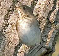 Grey-cheeked Thrush