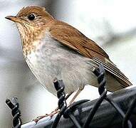 Veery