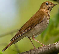 Veery