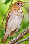 Veery