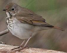 Hermit Thrush