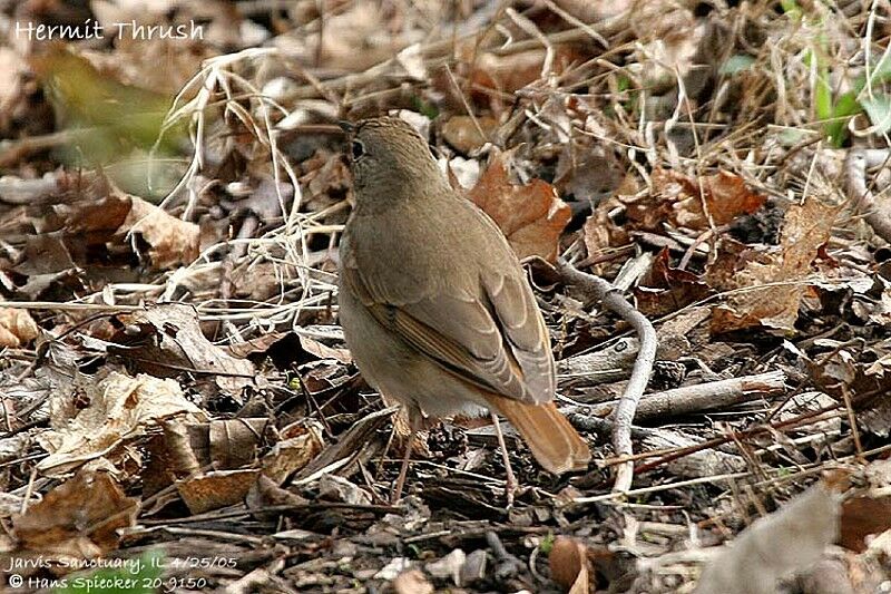 Hermit Thrush