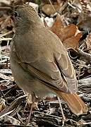 Hermit Thrush