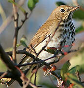 Hermit Thrush