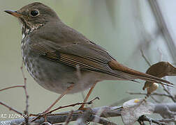 Hermit Thrush