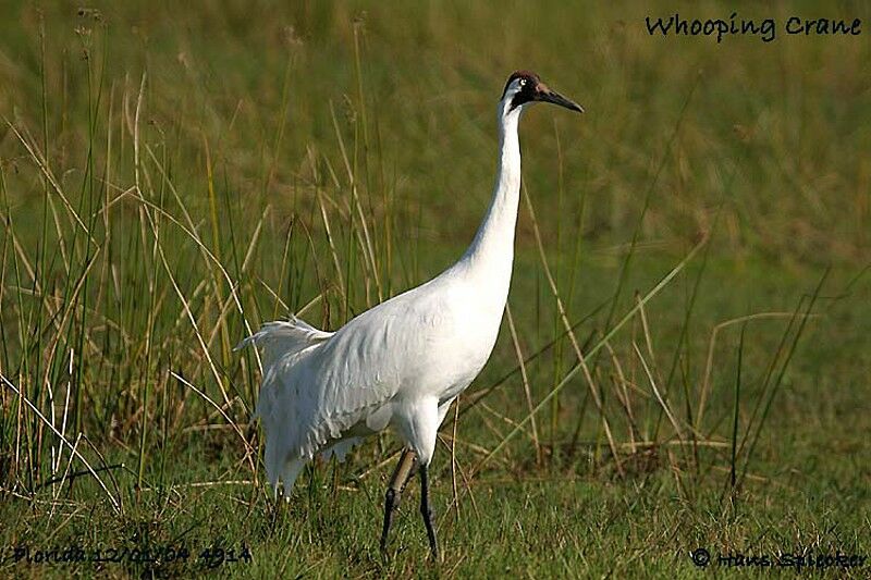 Whooping Crane