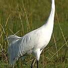 Grue blanche