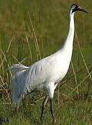 Whooping Crane