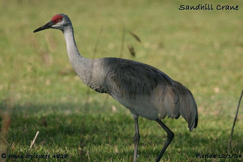 Sandhill Crane