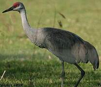 Sandhill Crane