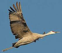 Sandhill Crane