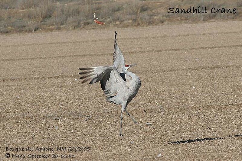 Sandhill Crane