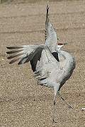 Sandhill Crane