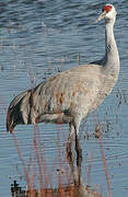 Sandhill Crane