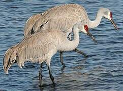 Sandhill Crane