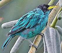 Green Honeycreeper