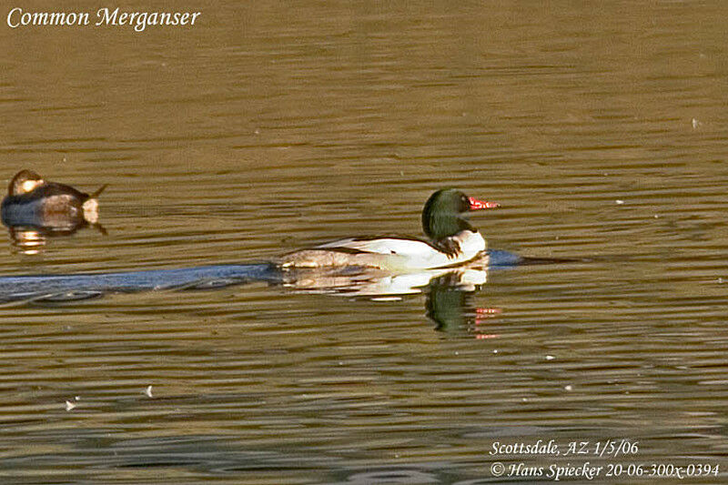 Common Merganser