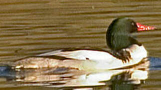 Common Merganser