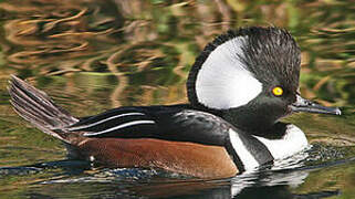 Hooded Merganser