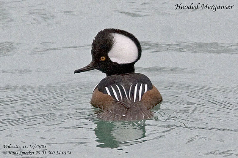 Hooded Merganser