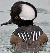 Hooded Merganser