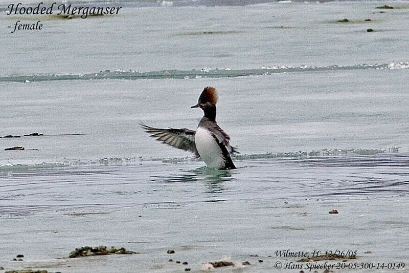 Hooded Merganser