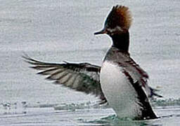 Hooded Merganser