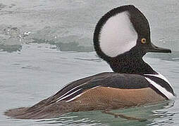 Hooded Merganser