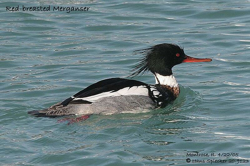 Red-breasted Merganser