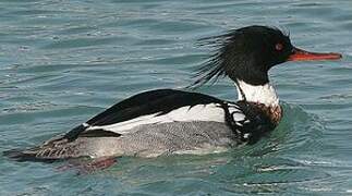 Red-breasted Merganser