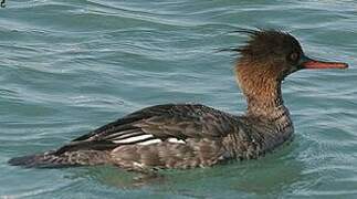 Red-breasted Merganser