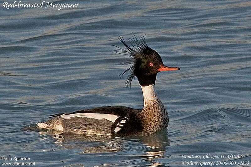 Red-breasted Merganser male adult breeding, aspect, pigmentation