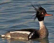 Red-breasted Merganser