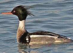 Red-breasted Merganser