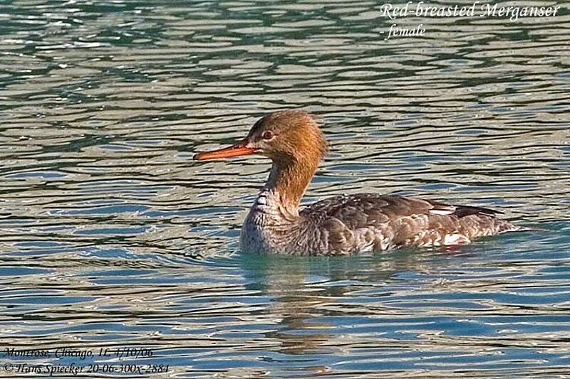 Red-breasted Merganser female adult