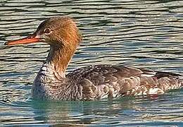 Red-breasted Merganser