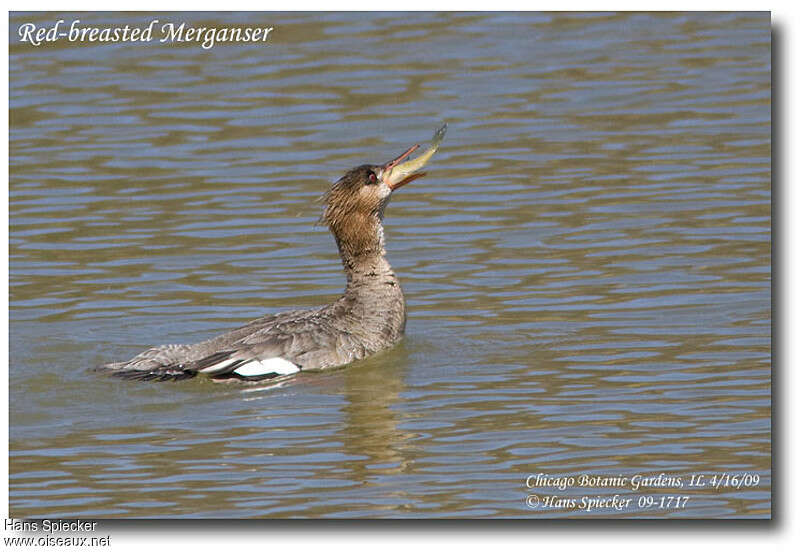 Red-breasted Merganser female adult, feeding habits, fishing/hunting