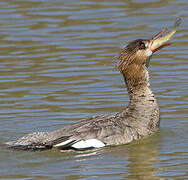 Red-breasted Merganser