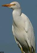 Western Cattle Egret